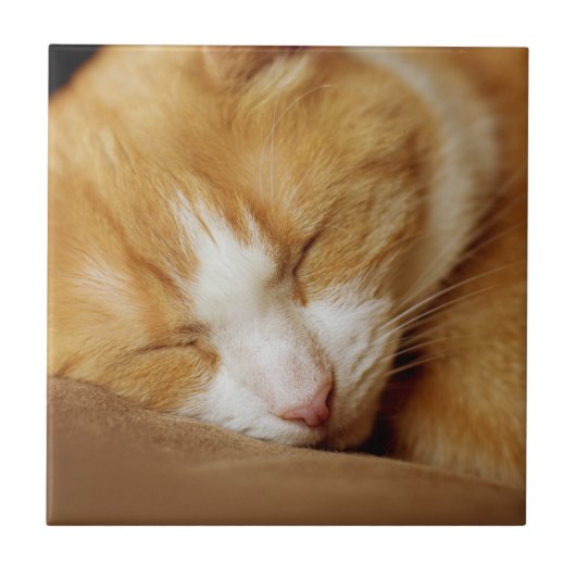 Sleeping Kitten Tegeltje (Voorkant)