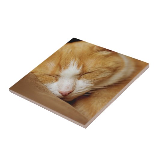 Sleeping Kitten Tegeltje (Zijkant)