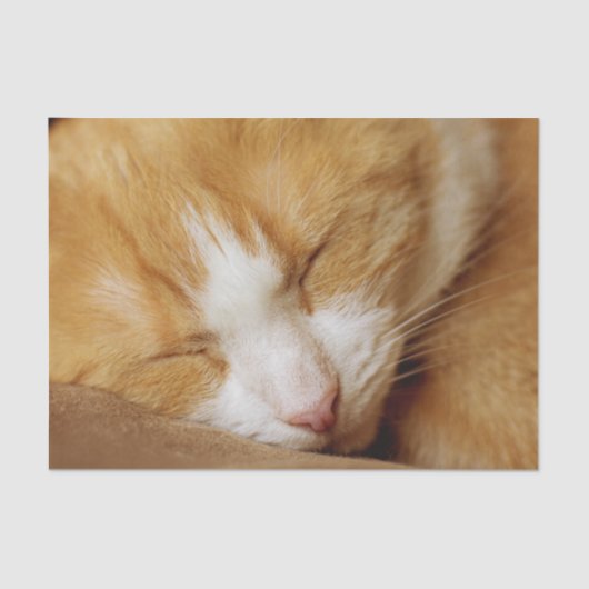 Sleeping Kitten Tissuepapier (Voorkant)