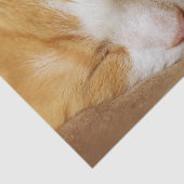 Sleeping Kitten Tissuepapier (Detail)