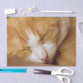 Sleeping Kitten Tissuepapier (Craft)