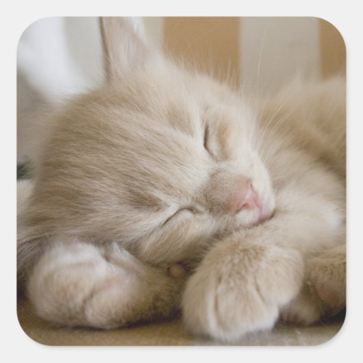 Sleeping Kitten Vierkante Sticker (Voorkant)