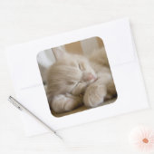 Sleeping Kitten Vierkante Sticker (Envelop)