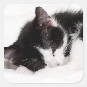 Sleeping Kitten Vierkante Sticker