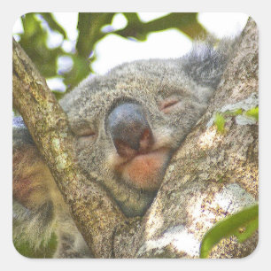 Sleeping Koala Beer Sticker