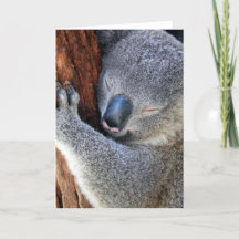 Sleeping Koala