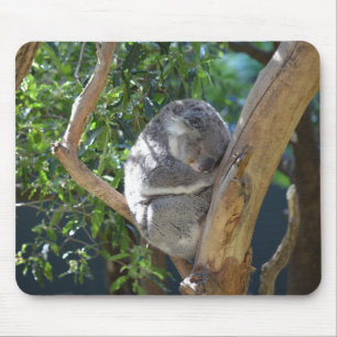 Sleeping Koala Foto Muismat