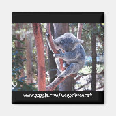 Sleeping Koala Magneet (Voorkant)