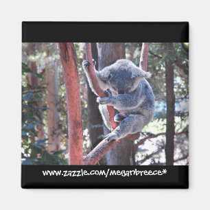 Sleeping Koala Magneet