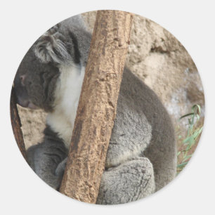 Sleeping Koala Ronde Sticker