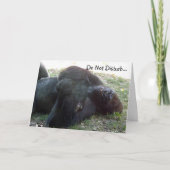 Sleeping Lowland Gorilla niet storen Kaart (Voorkant)