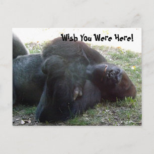Sleeping Lowland Gorilla wou dat je hier was Briefkaart