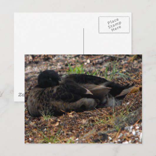 Sleeping Mallard Duck Briefkaart (Voorkant / Achterkant)