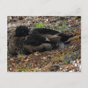 Sleeping Mallard Duck Briefkaart