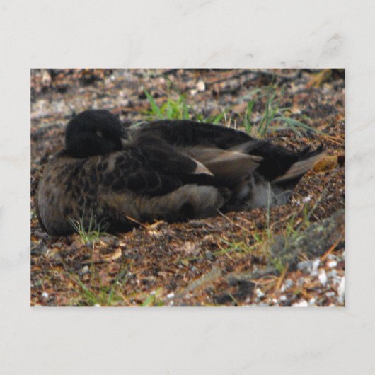 Sleeping Mallard Duck Briefkaart (Voorkant)
