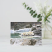 Sleeping Polar Bear Postcard Briefkaart (Staand voorkant)