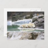 Sleeping Polar Bear Postcard Briefkaart (Voorkant / Achterkant)