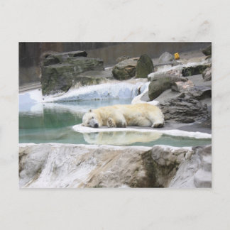 Sleeping Polar Bear Postcard Briefkaart