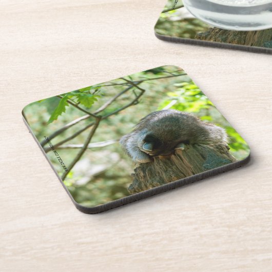 Sleeping Raccoon Stickers Bier Onderzetter (Linkerzijde)