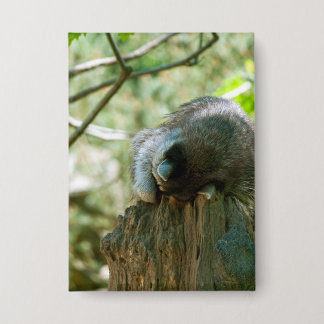 Sleeping Raccoon Stickers Button