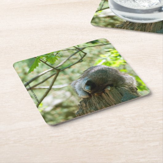 Sleeping Raccoon Stickers Kartonnen Onderzetters (Schuin)