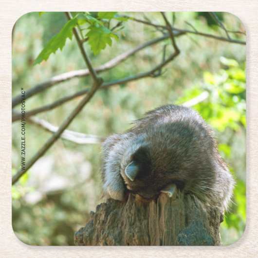 Sleeping Raccoon Stickers Kartonnen Onderzetters (Voorkant)