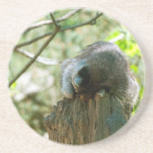 Sleeping Raccoon Stickers Zandsteen Onderzetter (Voorkant)