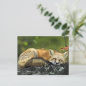 Sleeping Red Fox Briefkaart (Staand voorkant)