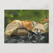 Sleeping Red Fox Briefkaart (Voorkant)