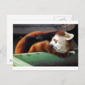 Sleeping Red Panda Briefkaart (Voorkant / Achterkant)