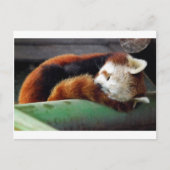 Sleeping Red Panda Briefkaart (Voorkant)