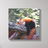 Sleeping Red Panda Canvas Afdruk (Voorkant)