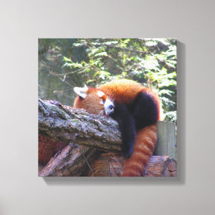 Sleeping Red Panda Canvas Afdruk
