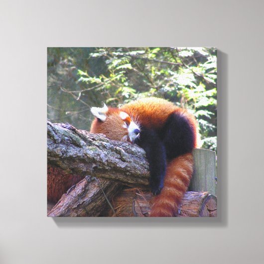 Sleeping Red Panda Canvas Afdruk (Voorkant)