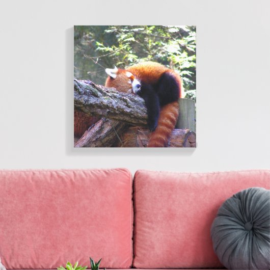 Sleeping Red Panda Canvas Afdruk (Insitu (Woonkamer))