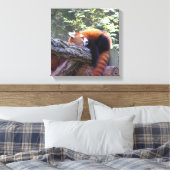 Sleeping Red Panda Canvas Afdruk (Insitu (Slaapkamer))