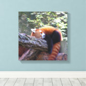 Sleeping Red Panda Canvas Afdruk (Insitu (Houten vloer))