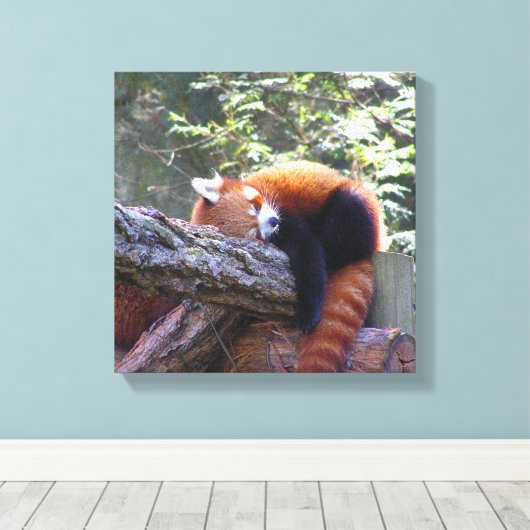 Sleeping Red Panda Canvas Afdruk (Insitu (Houten vloer))