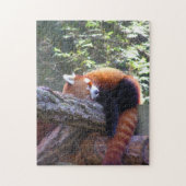 Sleeping Red Panda Legpuzzel (Verticaal)