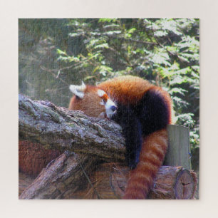 Sleeping Red Panda Legpuzzel