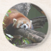 Sleeping Red Panda Onderzetter (Voorkant)
