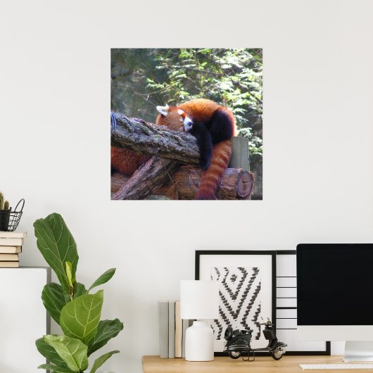 Sleeping Red Panda Poster (Thuiskantoor)