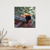 Sleeping Red Panda Poster (Keuken)