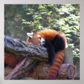Sleeping Red Panda Poster (Voorkant)