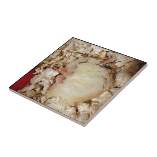 Sleeping Roborovski Hamster Tegeltje (Zijkant)