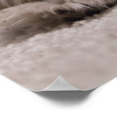 Sleeping Shih tzu Poster, Sleeping Dog Poster (Hoek)