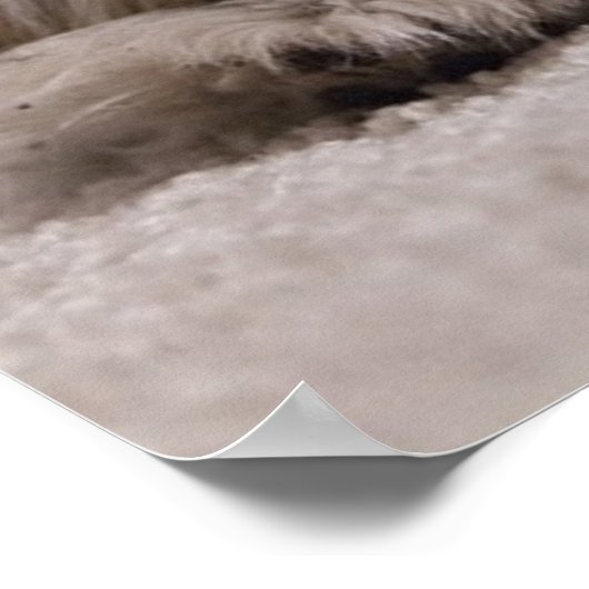 Sleeping Shih tzu Poster, Sleeping Dog Poster (Hoek)