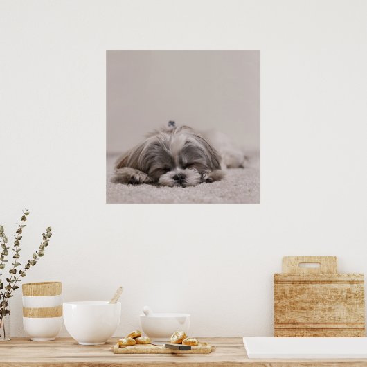 Sleeping Shih tzu Poster, Sleeping Dog Poster (Keuken)