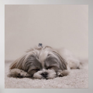 Sleeping Shih tzu Poster, Sleeping Dog Poster