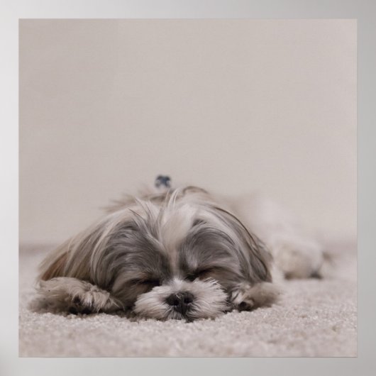 Sleeping Shih tzu Poster, Sleeping Dog Poster (Voorkant)